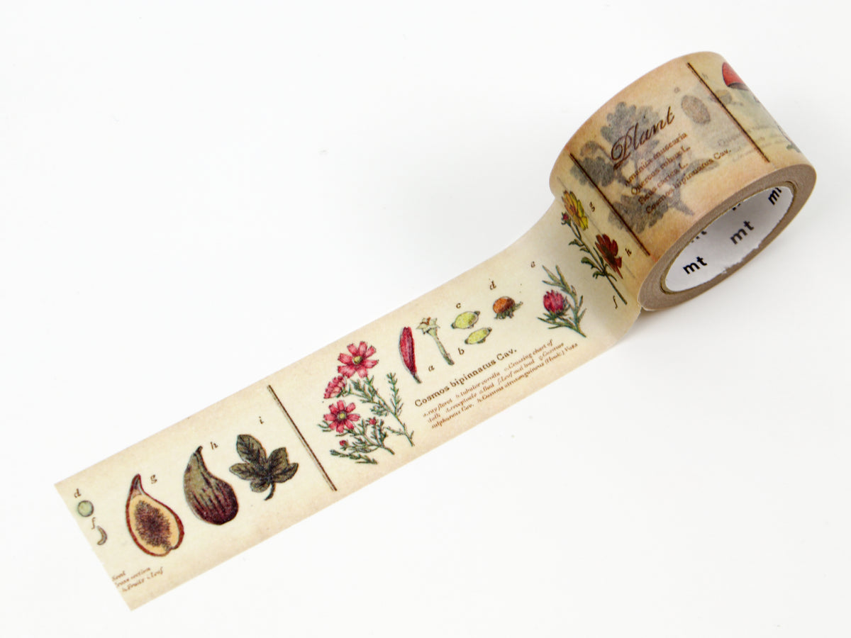 mt ex Encyclopedia of Plants