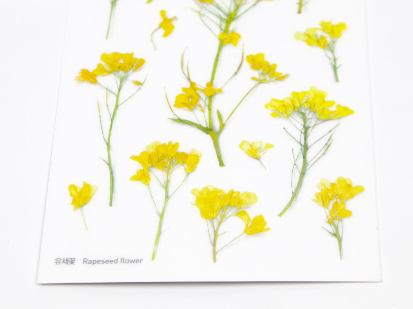 Appree Pressed Flower Stickers