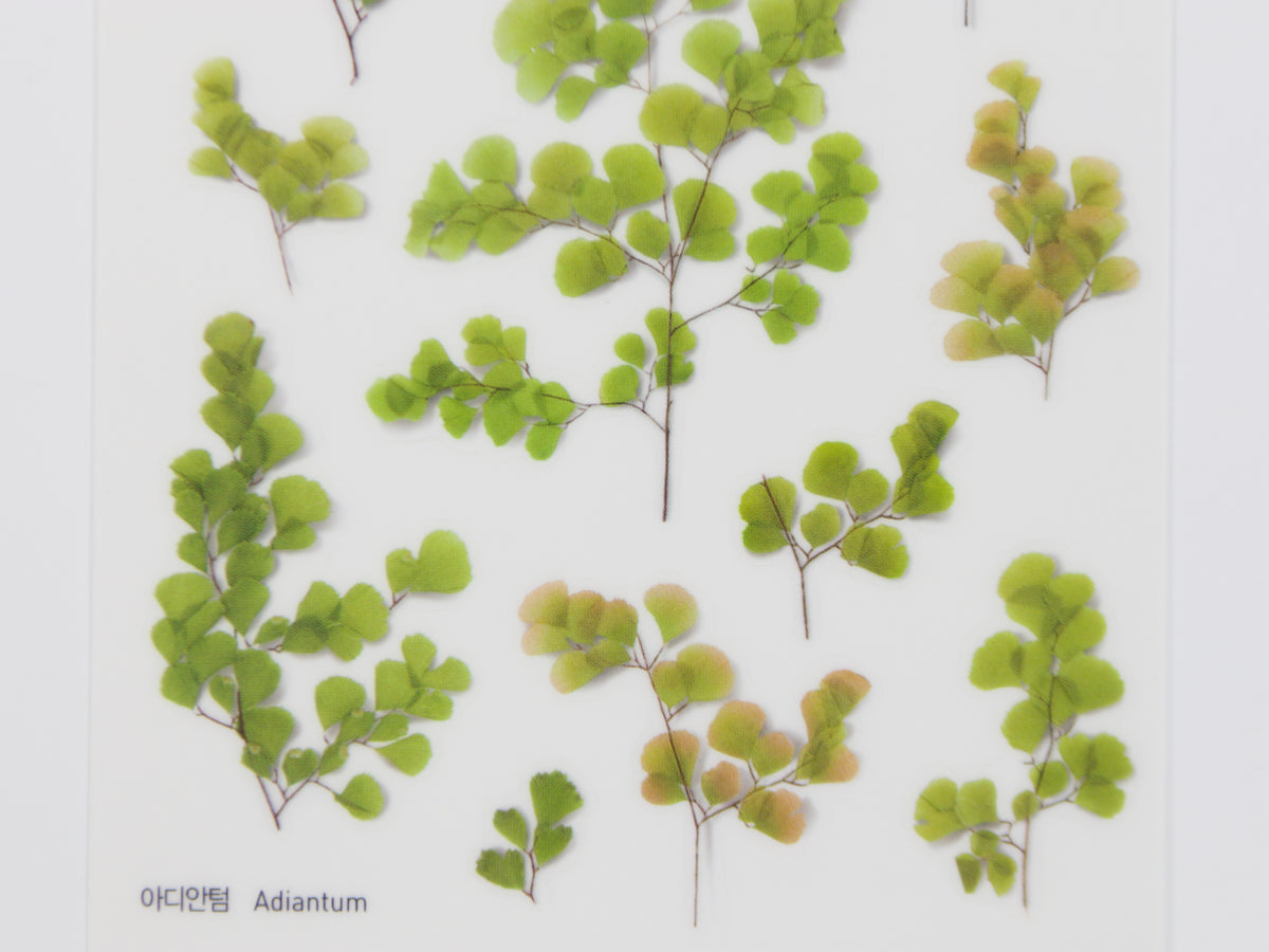 Appree Pressed Flower Stickers