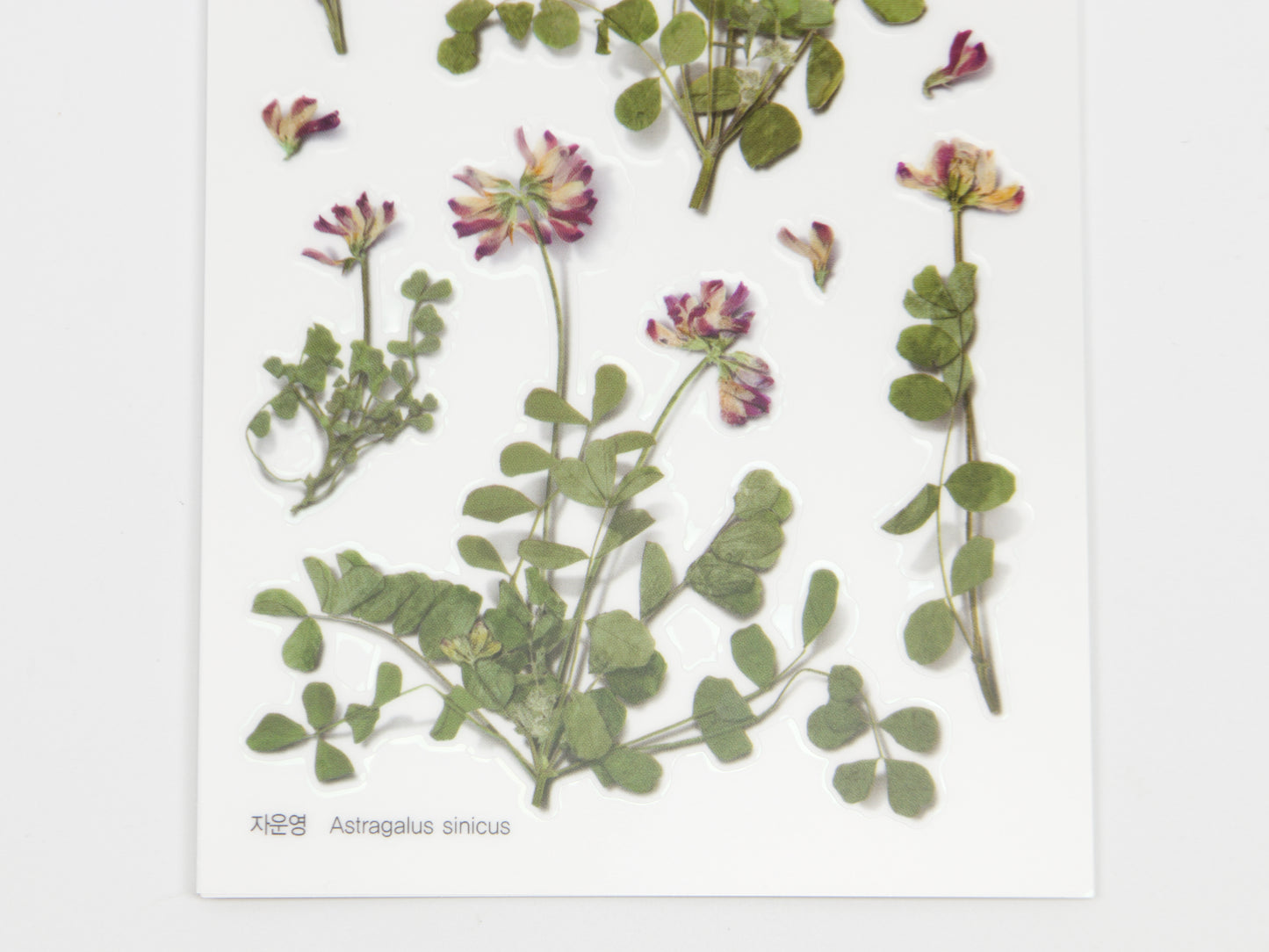 Appree Pressed Flower Stickers