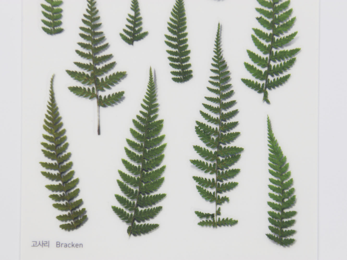 Appree Pressed Flower Stickers