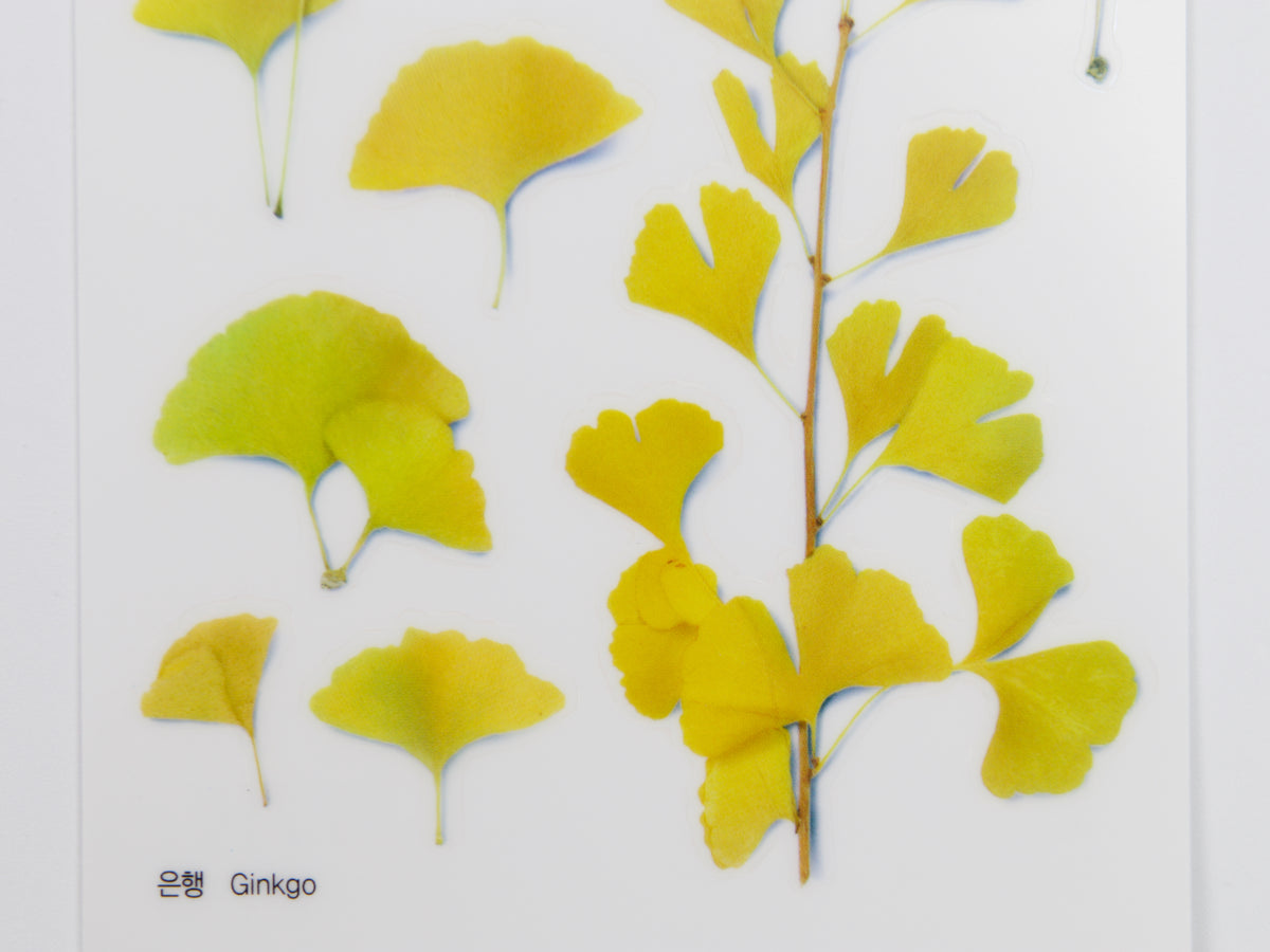 Appree Pressed Flower Stickers