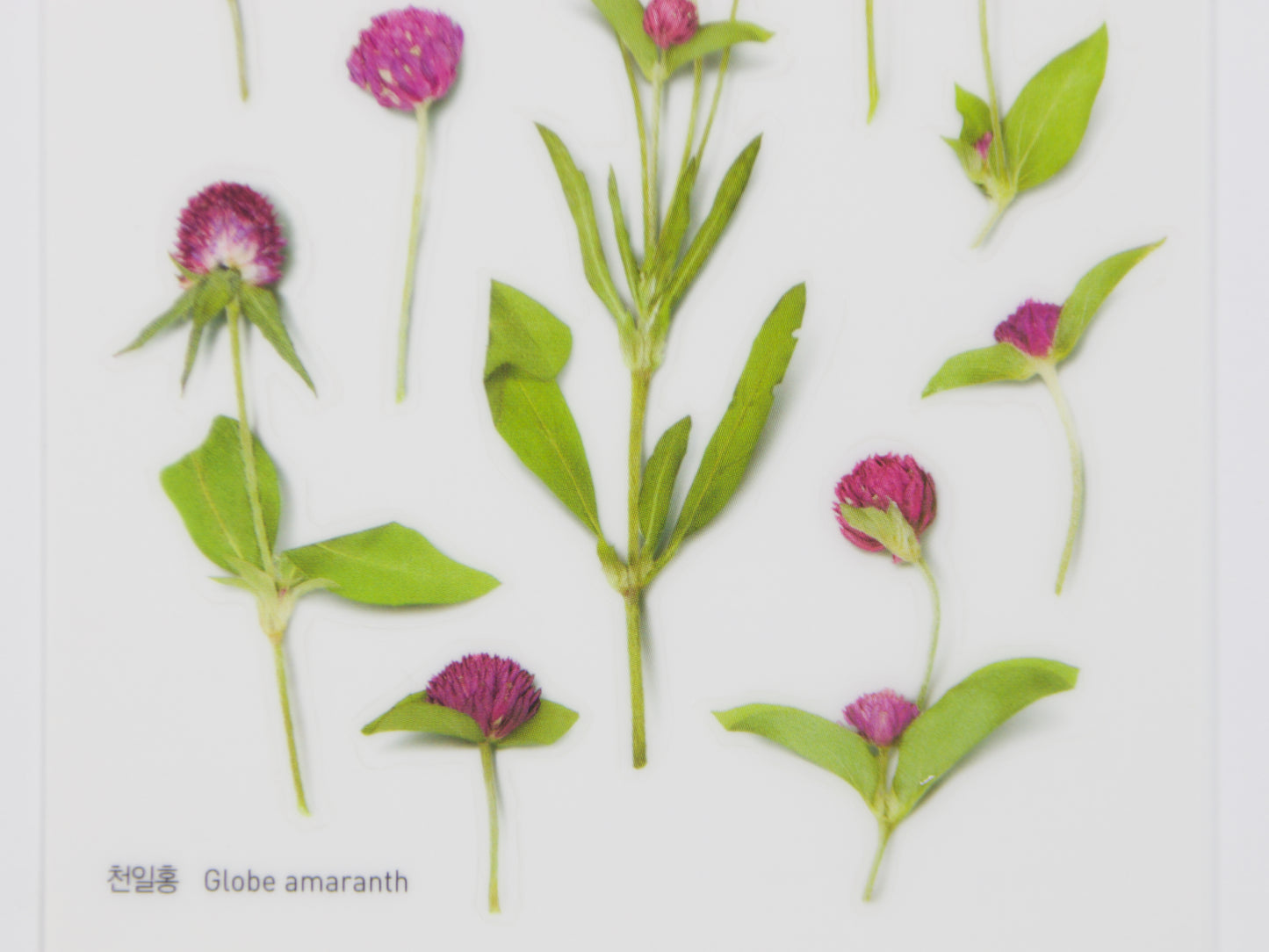 Appree Pressed Flower Stickers