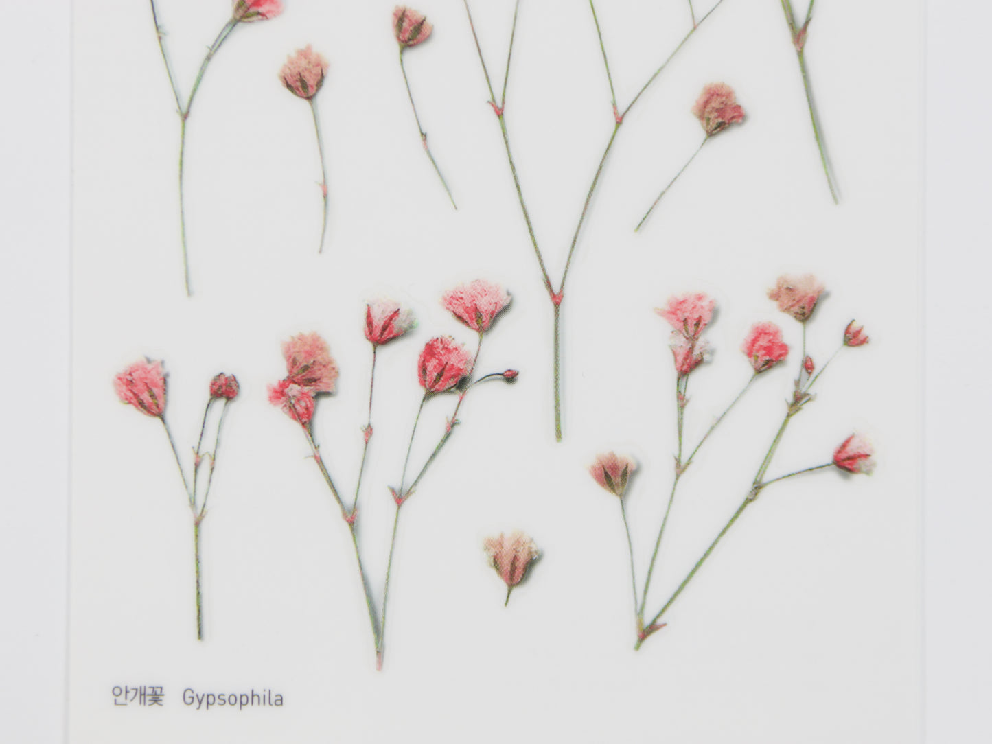 Appree Pressed Flower Stickers