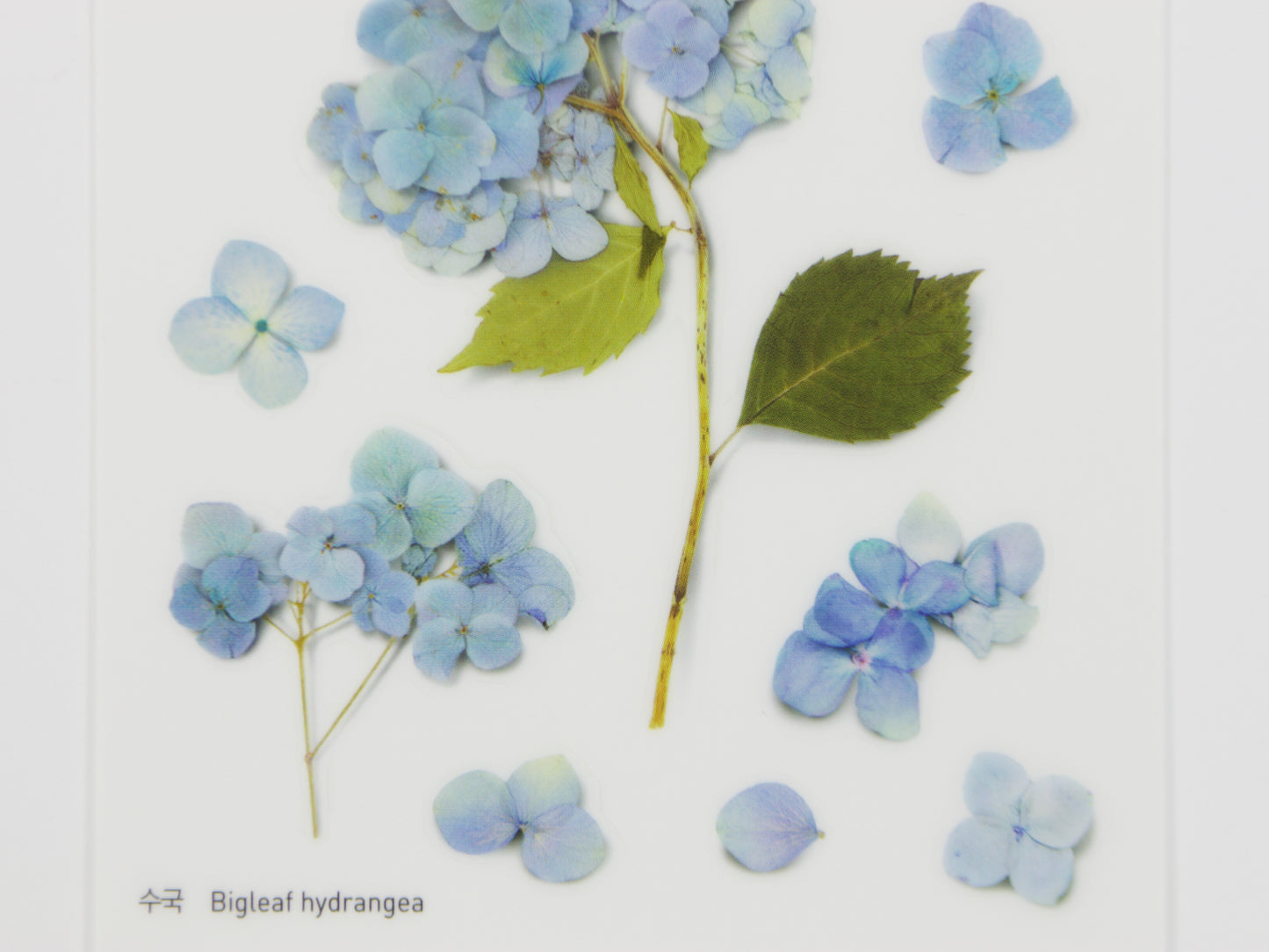 Appree Pressed Flower Stickers