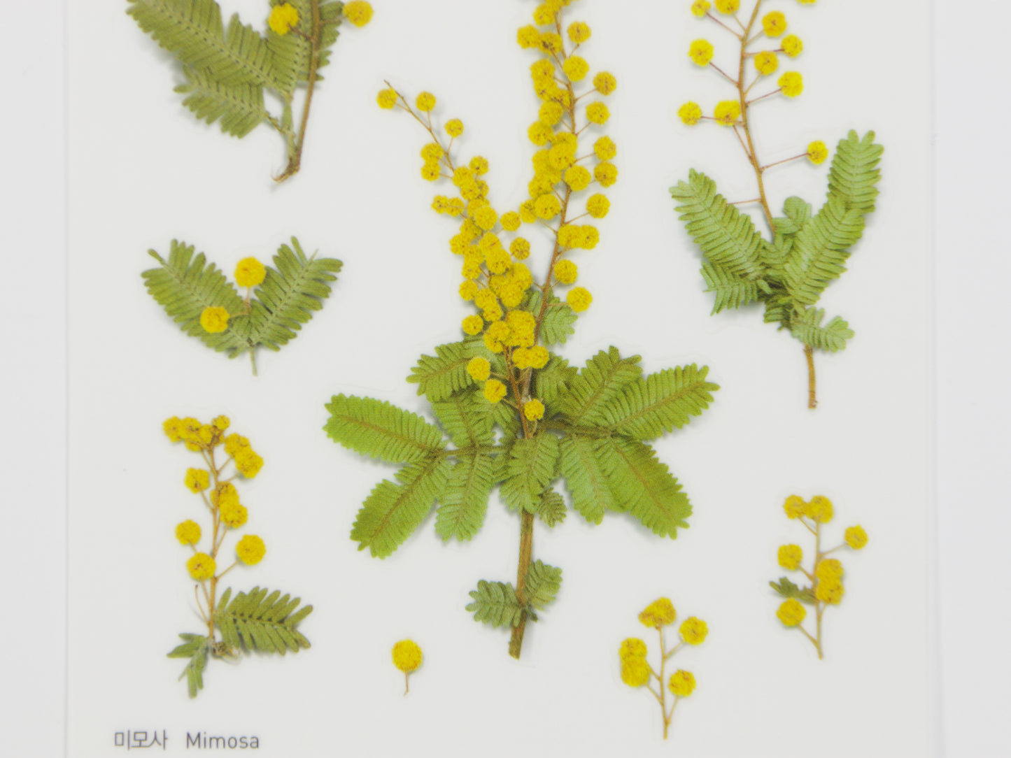Appree Pressed Flower Stickers